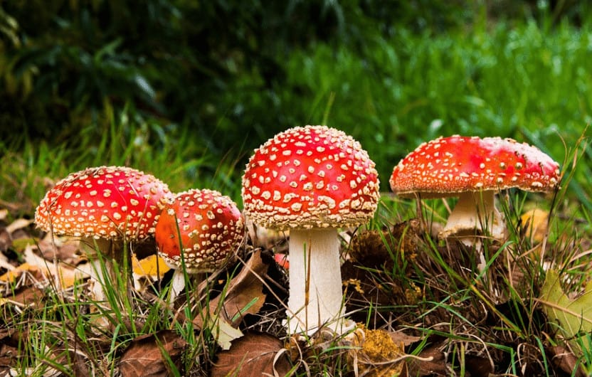 Mindful Munching: Learning Amanita Muscaria Gummy Dosage